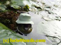 /home//u458753944/public_html/sourcegallery//Frogs/More bullfrogs/P8180201.JPG